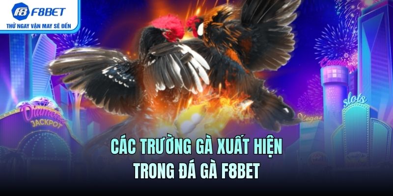 Các trường gà xuất hiện trong Đá Gà F8BET