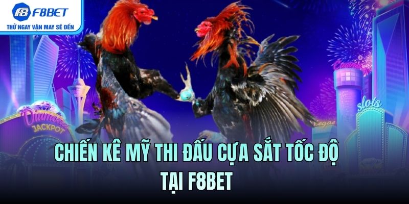 Chiến kê Mỹ thi đấu cựa sắt tốc độ tại F8BET
