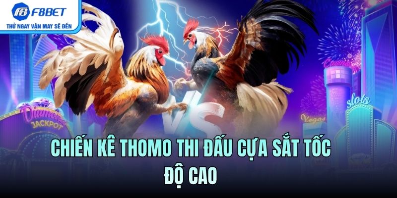 Chiến kê Thomo thi đấu cựa sắt tốc độ cao