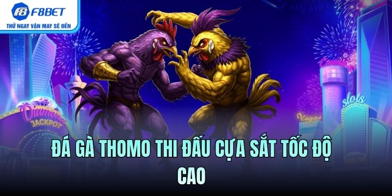 Đá gà Thomo thi đấu cựa sắt tốc độ cao