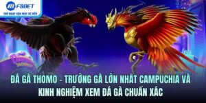 Đá Gà Thomo – Trường Gà Lớn Nhất Campuchia Và Kinh Nghiệm Xem Đá Gà