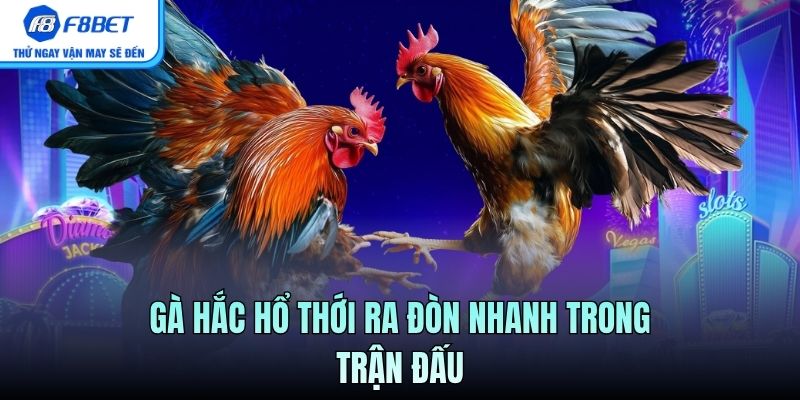 Gà hắc hổ thới ra đòn nhanh trong trận đấu