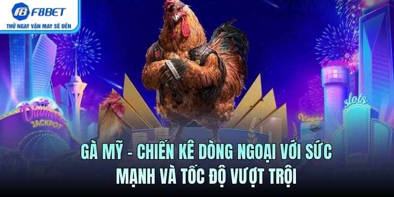 Gà Mỹ – Chiến Kê Dòng Ngoại Với Sức Mạnh Và Tốc Độ