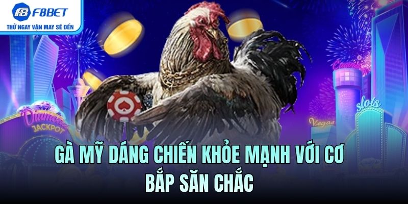 Gà Mỹ dáng chiến khỏe mạnh với cơ bắp săn chắc