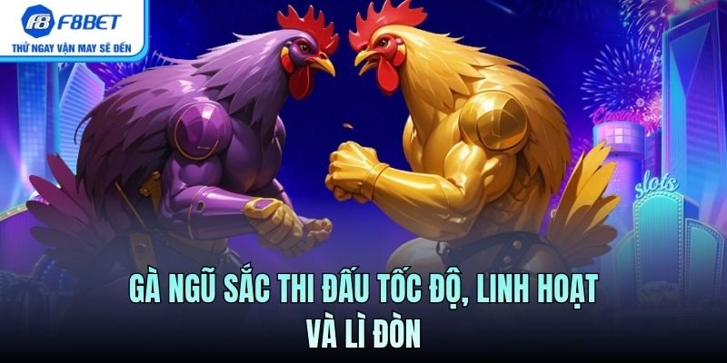 Gà ngũ sắc thi đấu tốc độ, linh hoạt và lì đòn