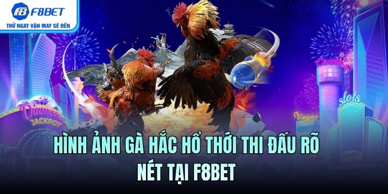 Hình ảnh gà hắc hổ thới thi đấu rõ nét tại F8BET