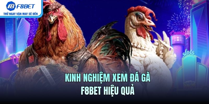 Kinh nghiệm xem Đá Gà F8BET hiệu quả