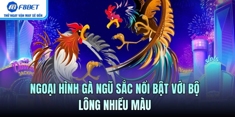 Ngoại hình gà ngũ sắc nổi bật với bộ lông nhiều màu