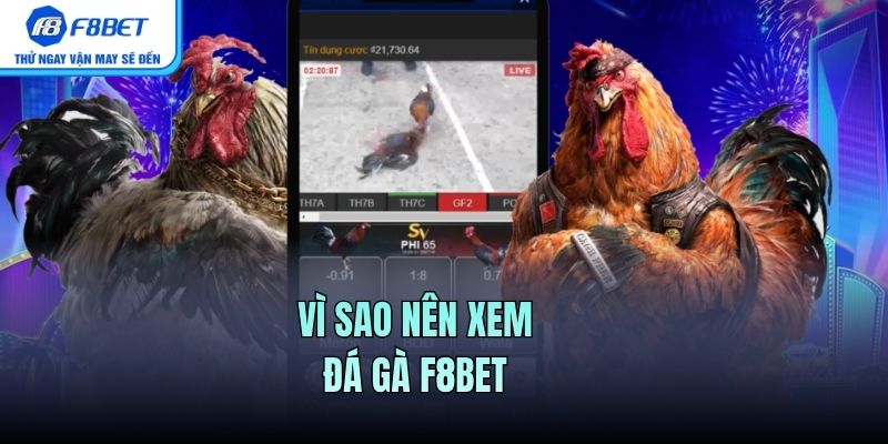 Vì sao nên xem Đá Gà F8BET